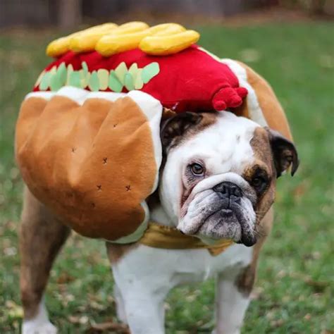 english bulldog halloween|70+ Funny English Bulldog Halloween Costumes .